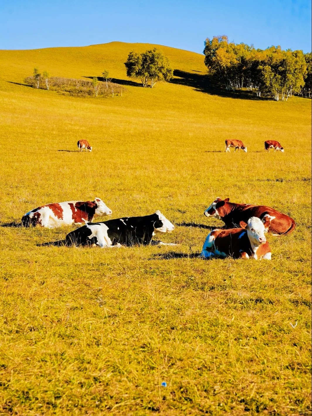 乌兰布统景区地图大全｜超全赏秋攻略！