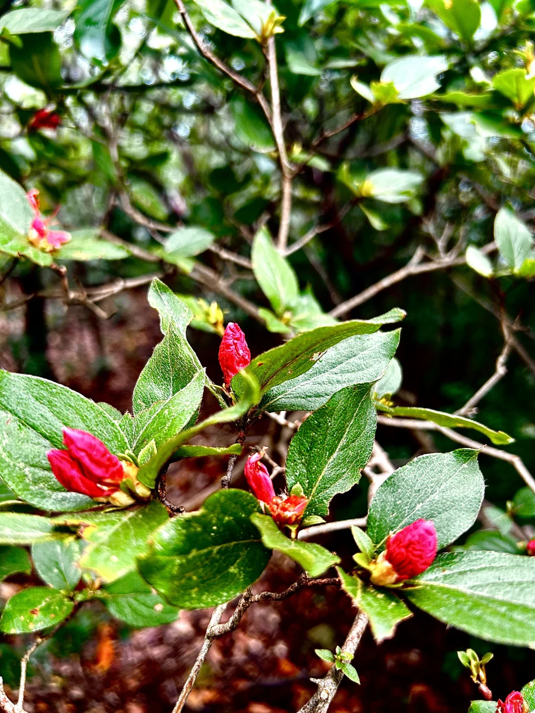 刀枪岩徒步｜手脚并用爬野山，解锁江南小华山