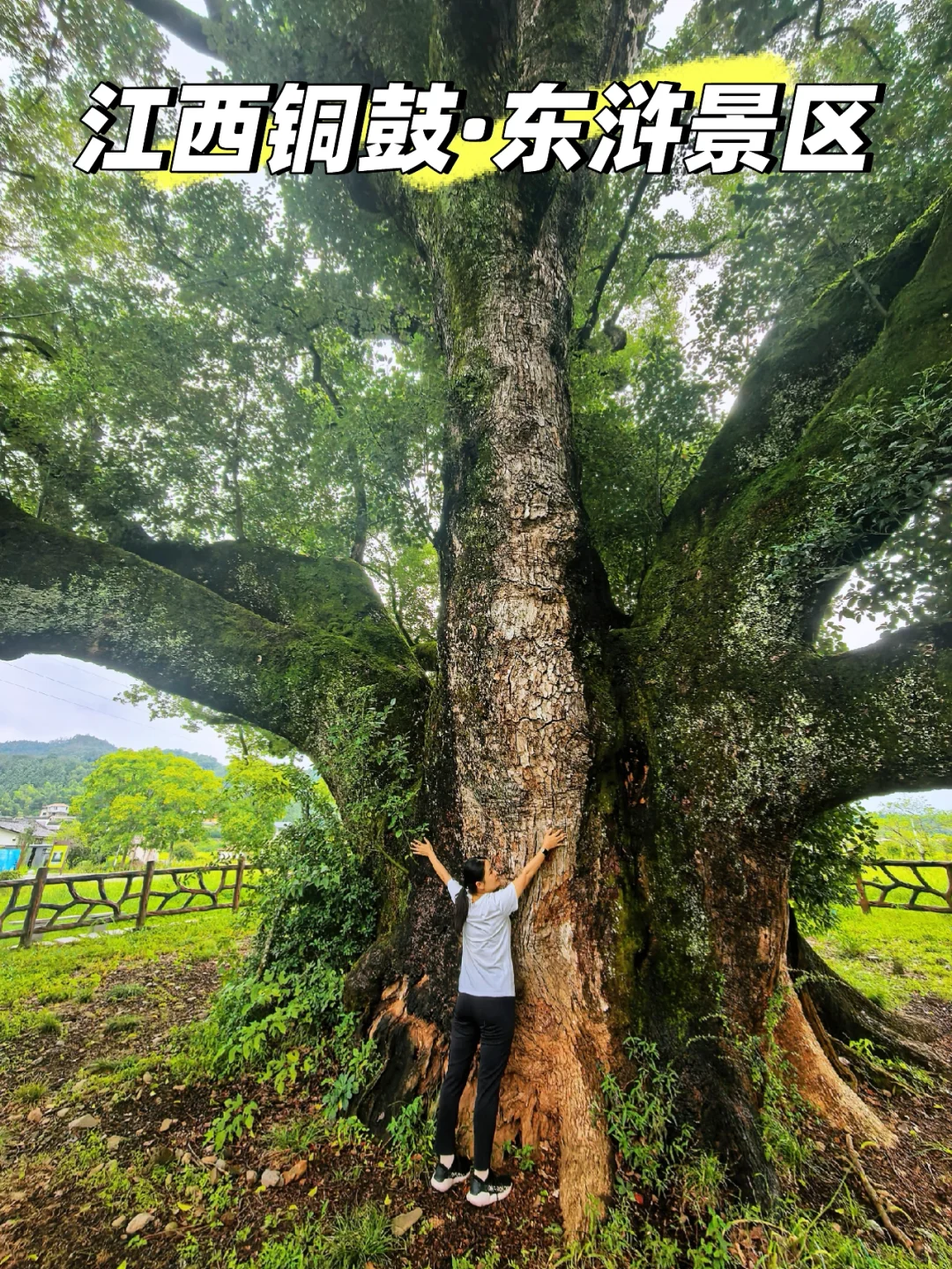 🌳江西铜鼓东浒！千年古樟与地下冰洞奇观
