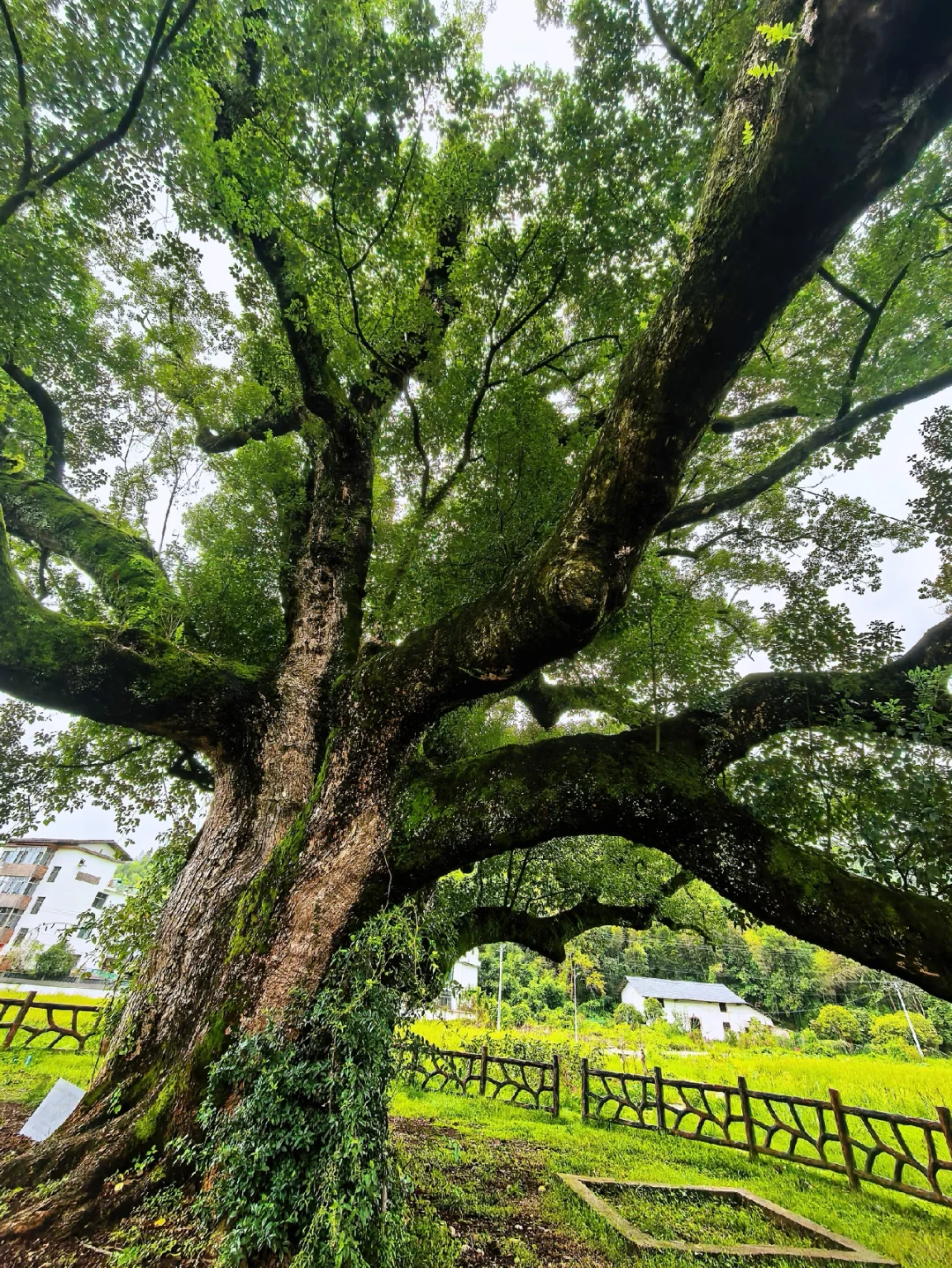 🌳江西铜鼓东浒！千年古樟与地下冰洞奇观