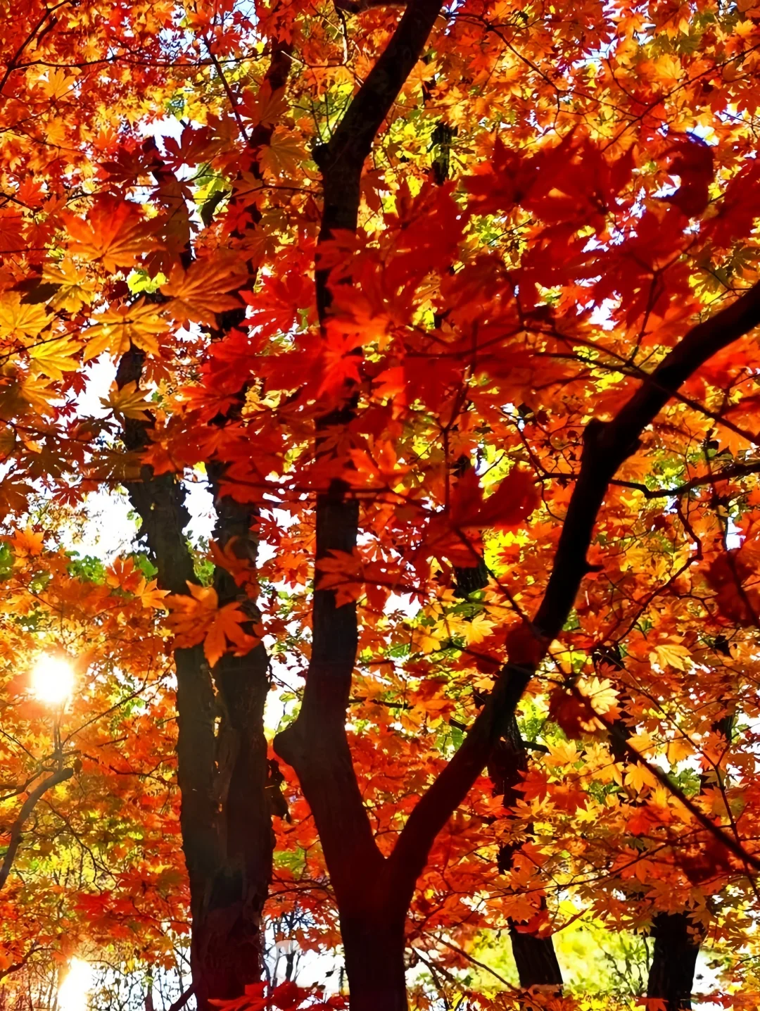 吉林龙湾旅游指南|听劝‼️秋季打卡必冲