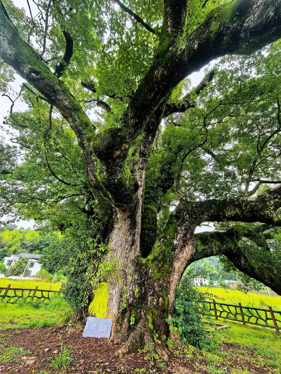 🌳江西铜鼓东浒！千年古樟与地下冰洞奇观