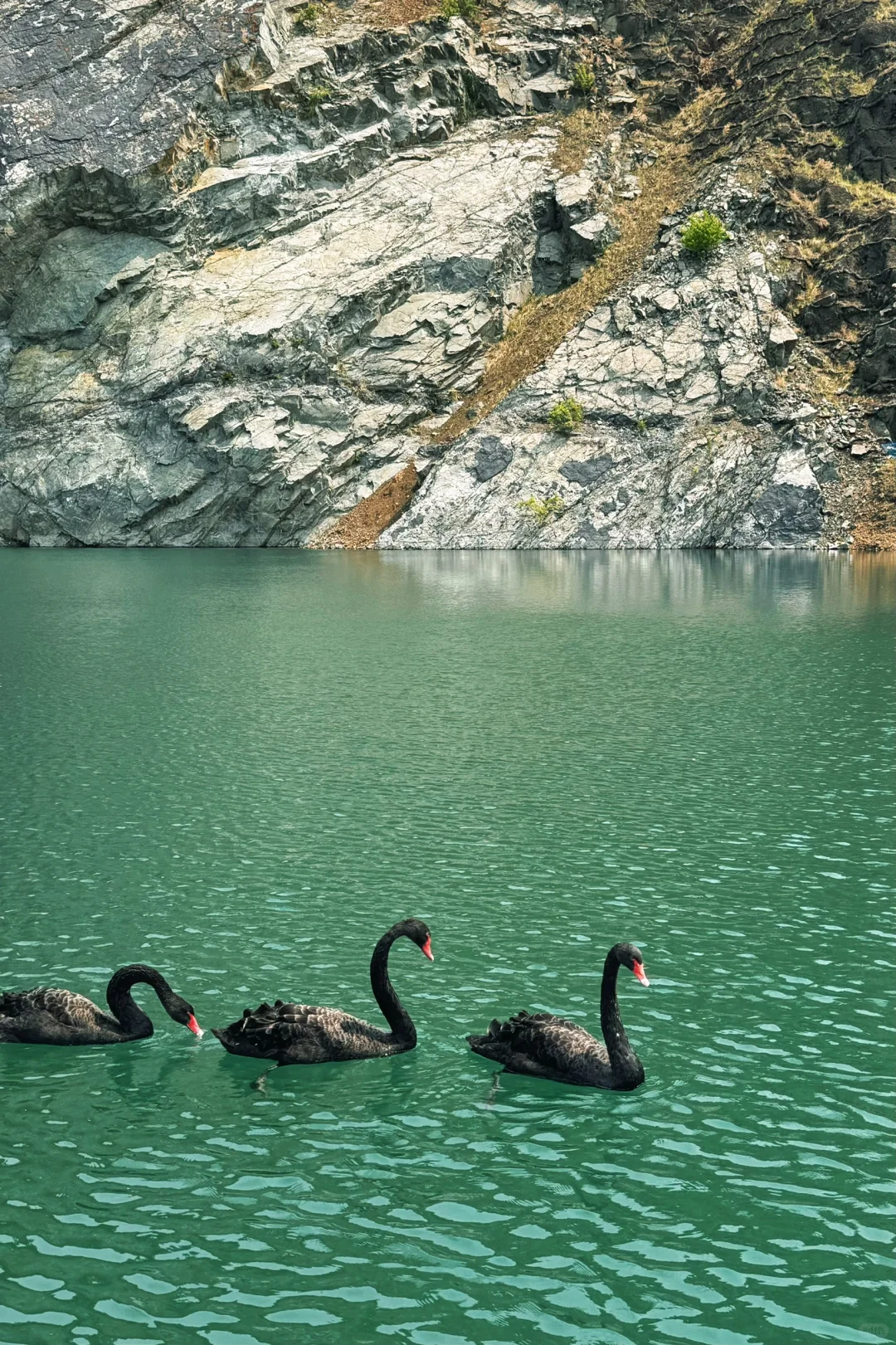 双鸭山宝清翡翠湖·摇篮山芝樱花