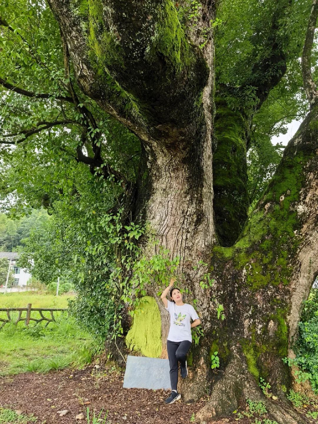 🌳江西铜鼓东浒！千年古樟与地下冰洞奇观