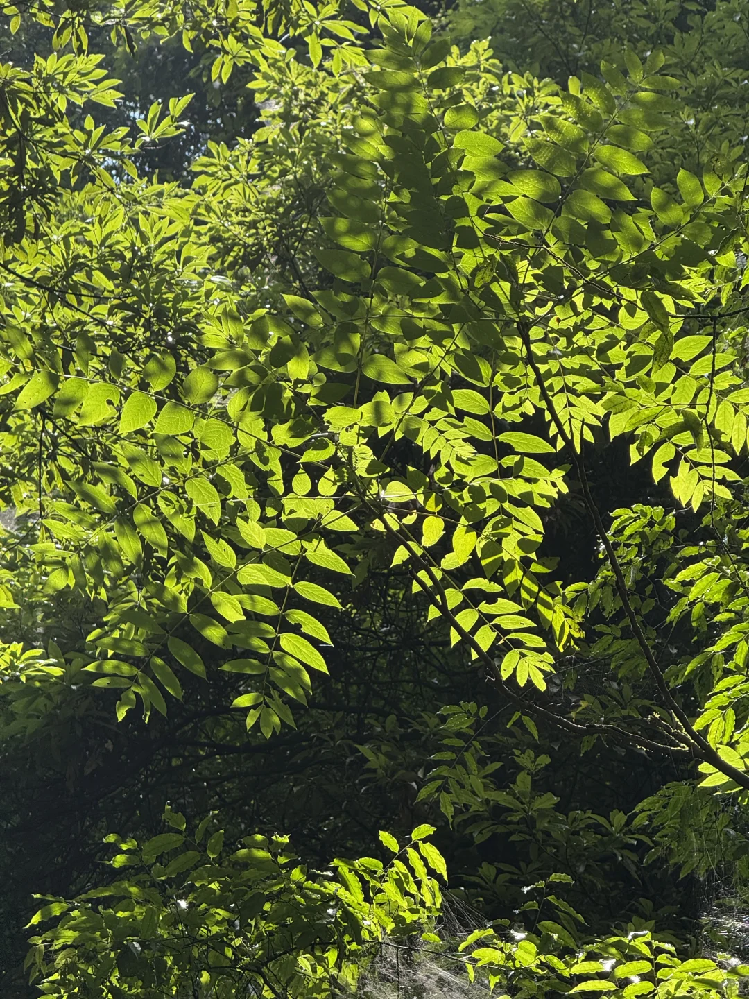 7.27日青城山后山一日游，已老实🥹