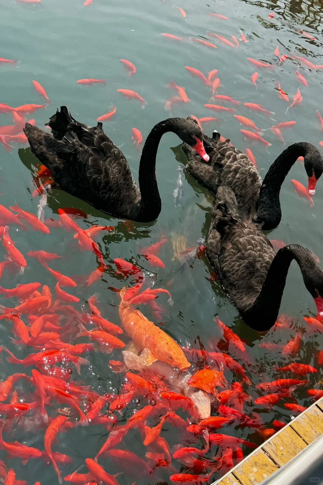 双鸭山宝清翡翠湖·摇篮山芝樱花