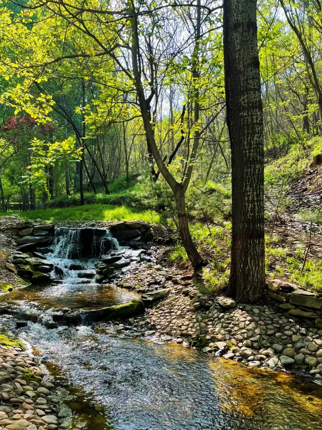 夏日梦幻，误入石家庄版绿野仙踪💚