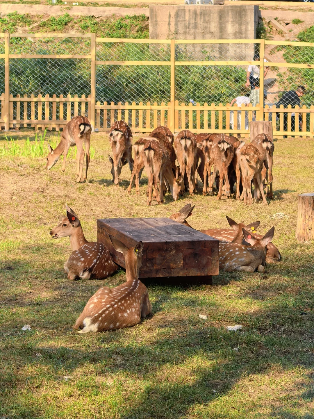 邯郸市区1.5h达！不一样的乡村山游市集