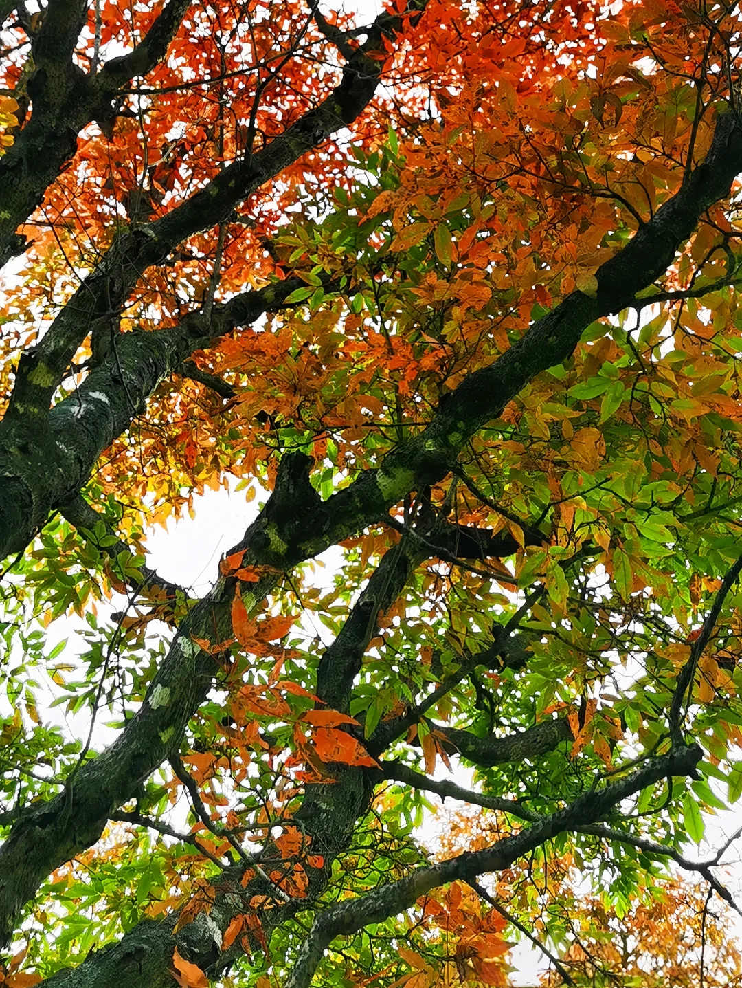 吉林龙湾旅游指南|听劝‼️秋季打卡必冲