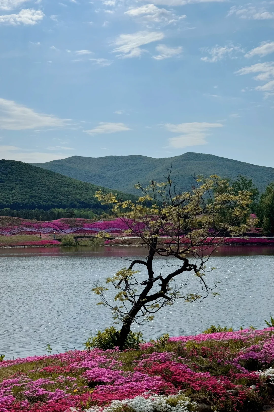 双鸭山宝清翡翠湖·摇篮山芝樱花
