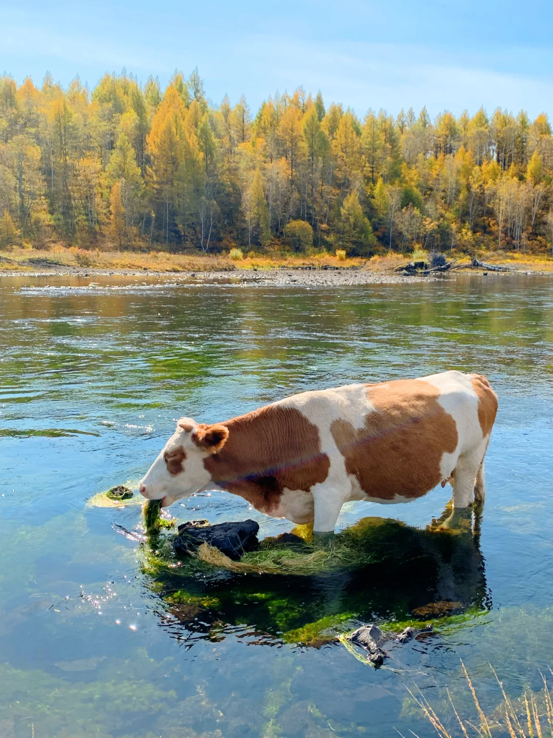 Live实况🍁来呼伦贝尔拍到18张人生照片!!