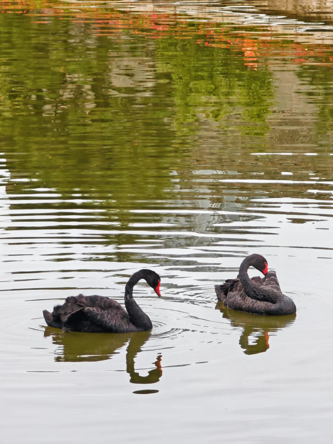 秦始皇原来是邯郸出生的＆丛台公园很美