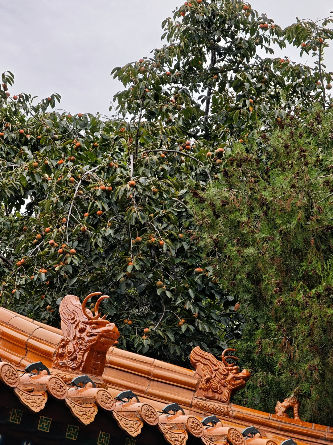 秦始皇原来是邯郸出生的＆丛台公园很美