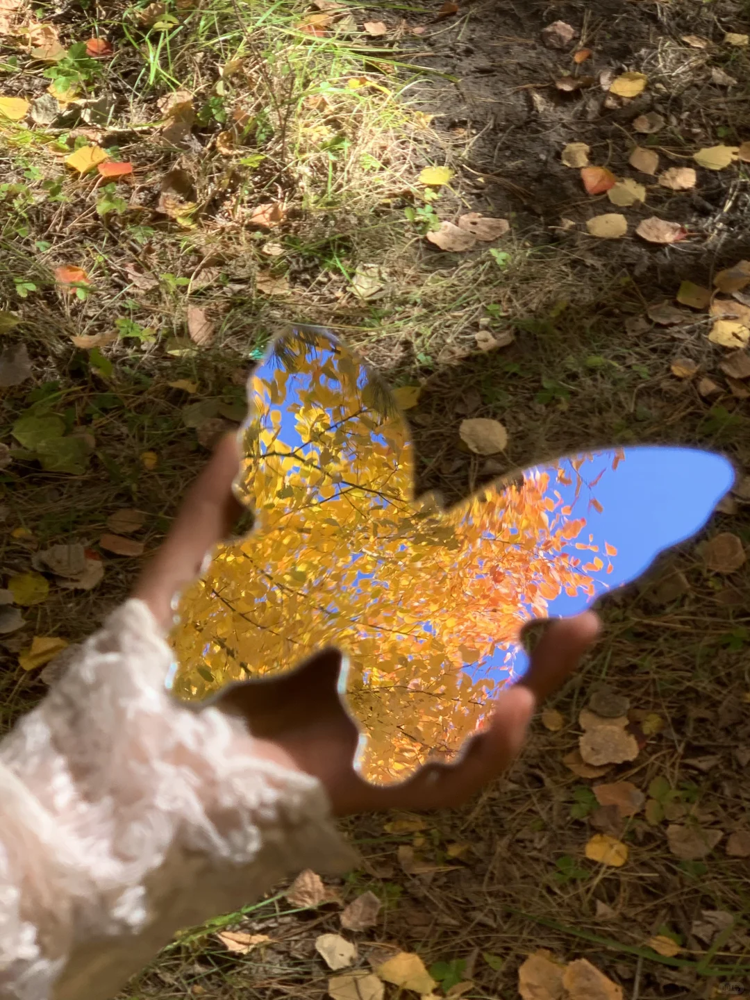 Live实况🍁来呼伦贝尔拍到18张人生照片!!