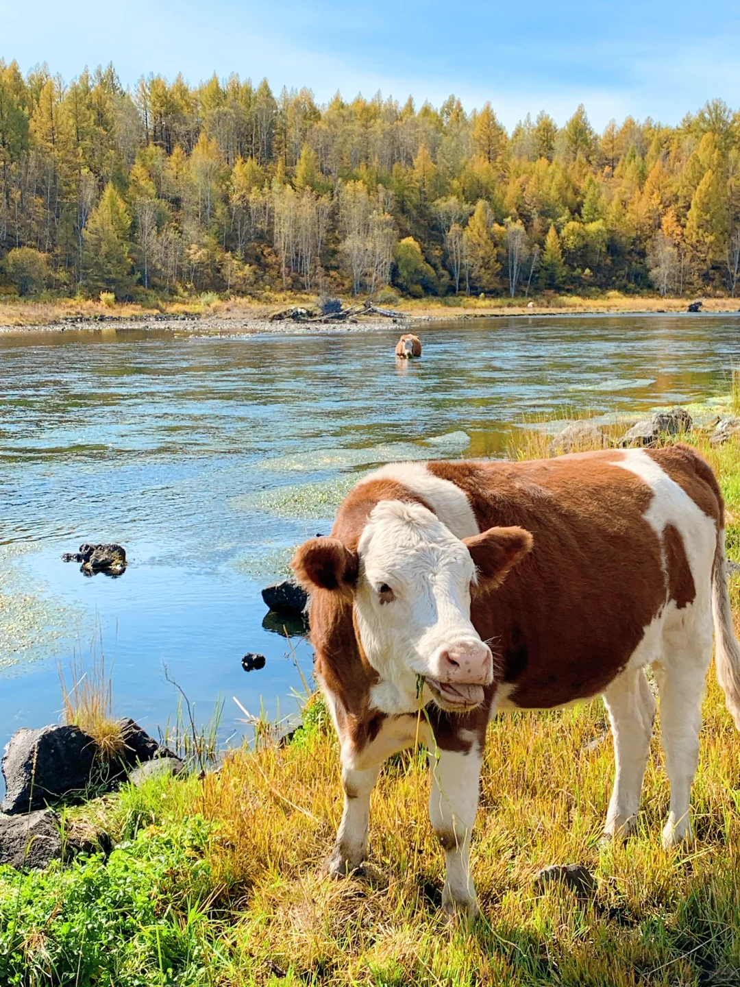 Live实况🍁来呼伦贝尔拍到18张人生照片!!
