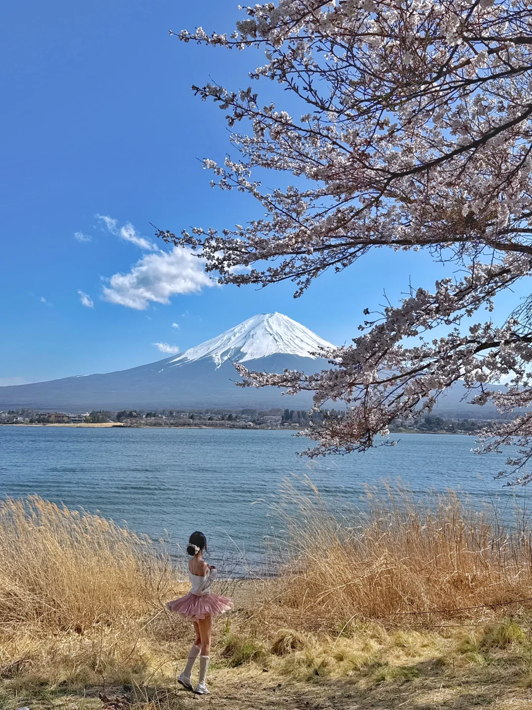 日本｜富士山樱花富豪🌸芦苇荡绝景长崎公园