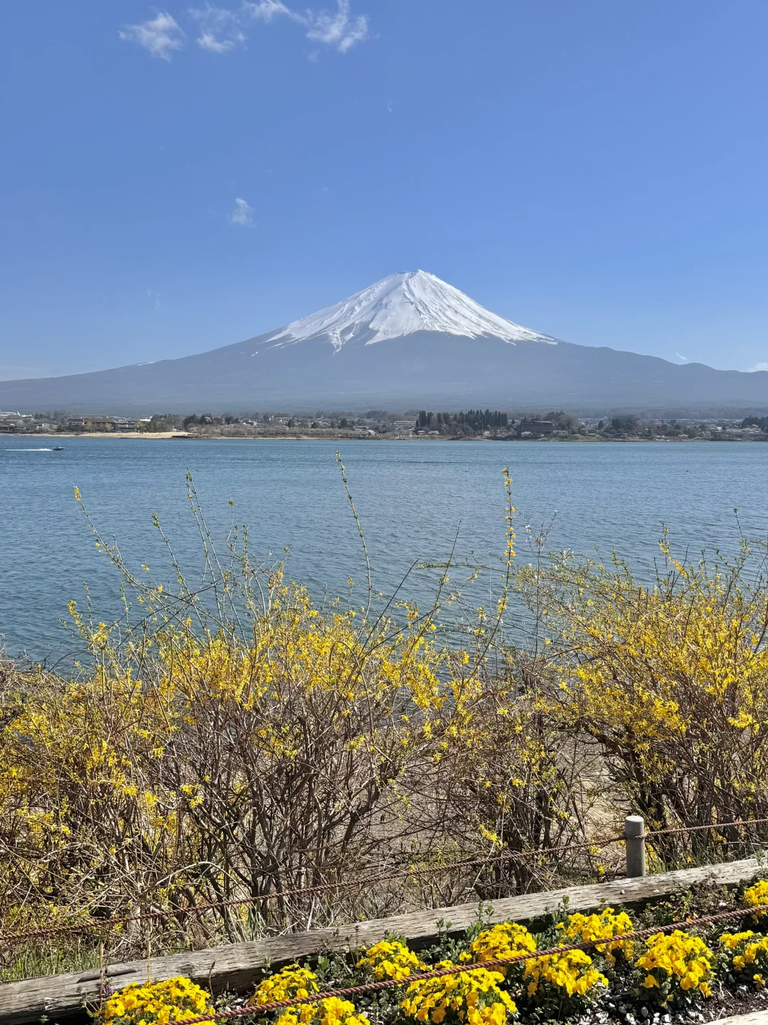 日本｜富士山樱花富豪🌸芦苇荡绝景长崎公园