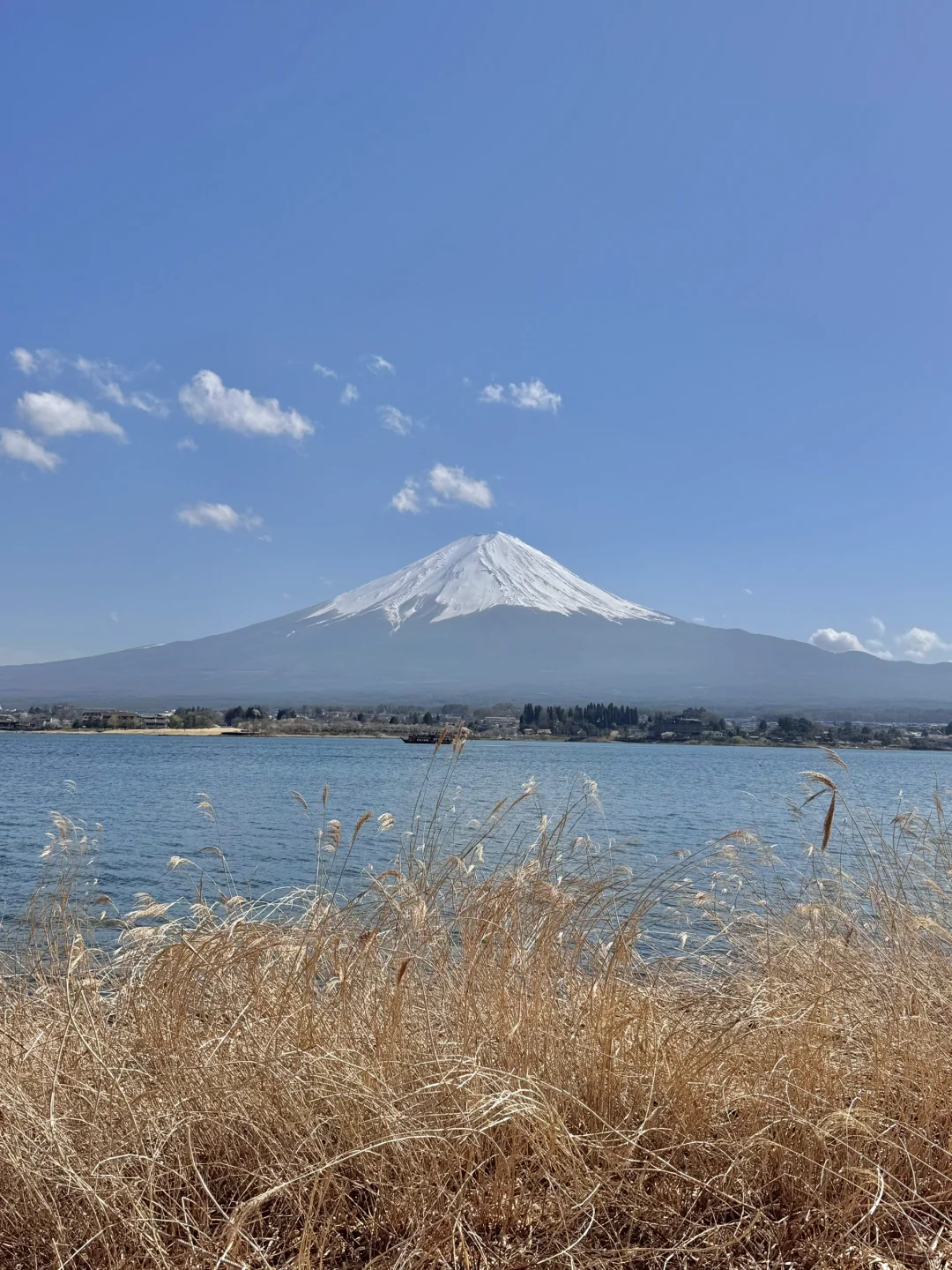 日本｜富士山樱花富豪🌸芦苇荡绝景长崎公园