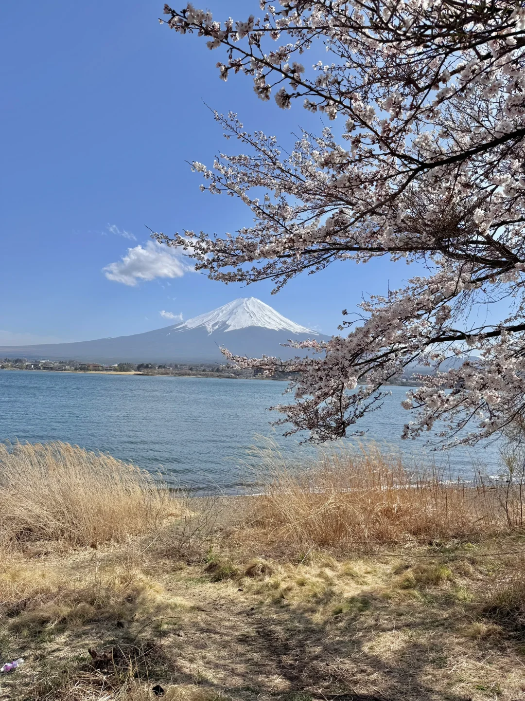 日本｜富士山樱花富豪🌸芦苇荡绝景长崎公园
