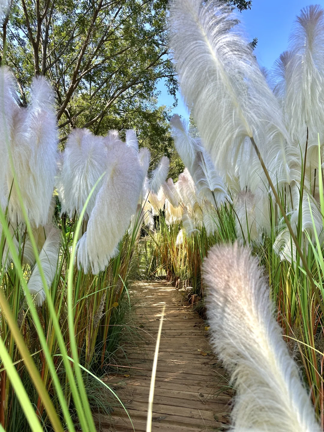 在临沂!在临沂“北方小婺源”