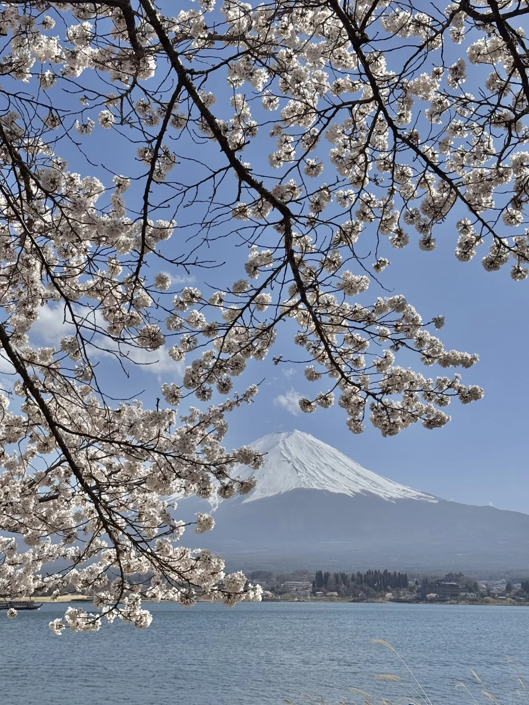 日本｜富士山樱花富豪🌸芦苇荡绝景长崎公园