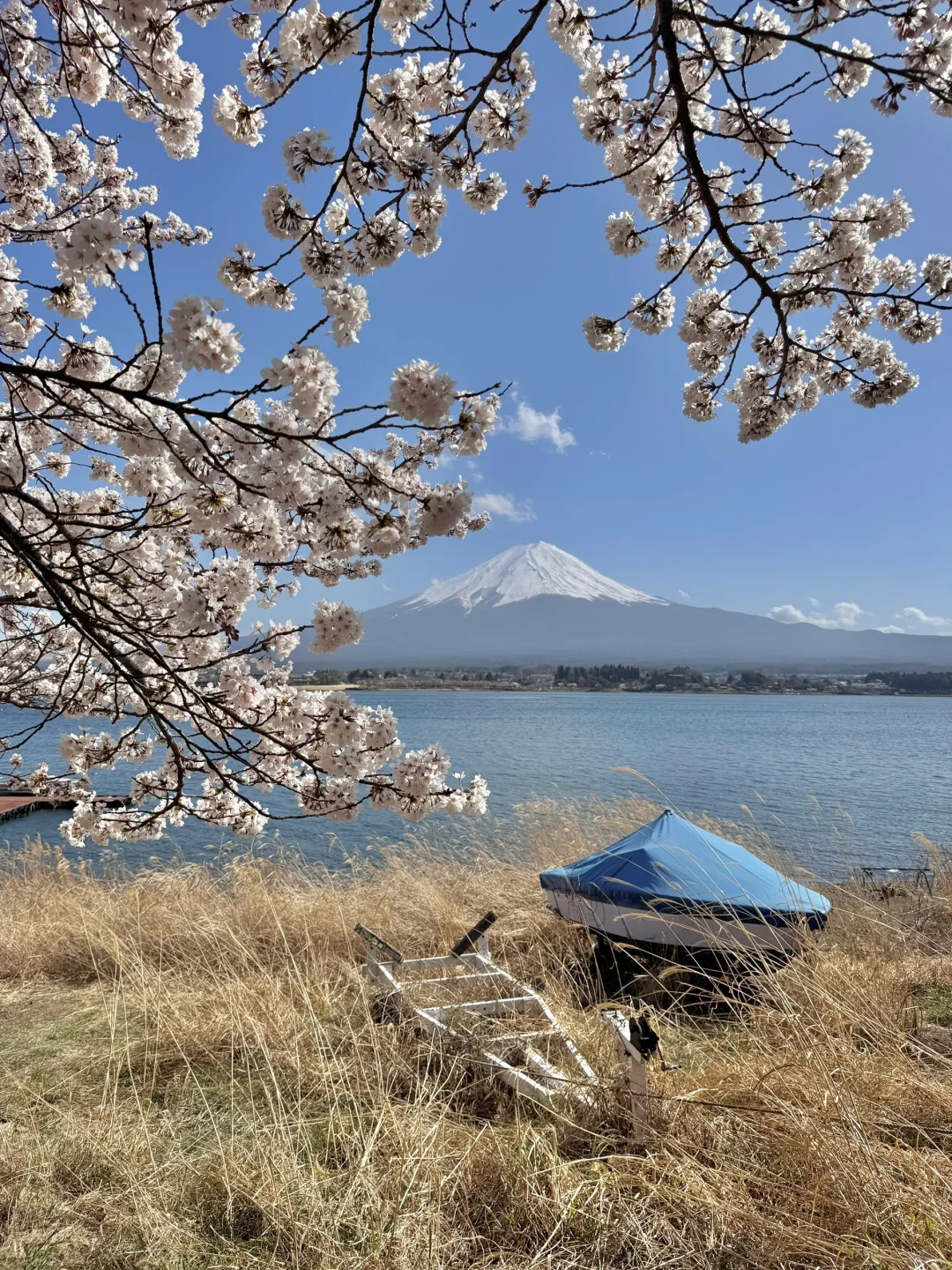 日本｜富士山樱花富豪🌸芦苇荡绝景长崎公园