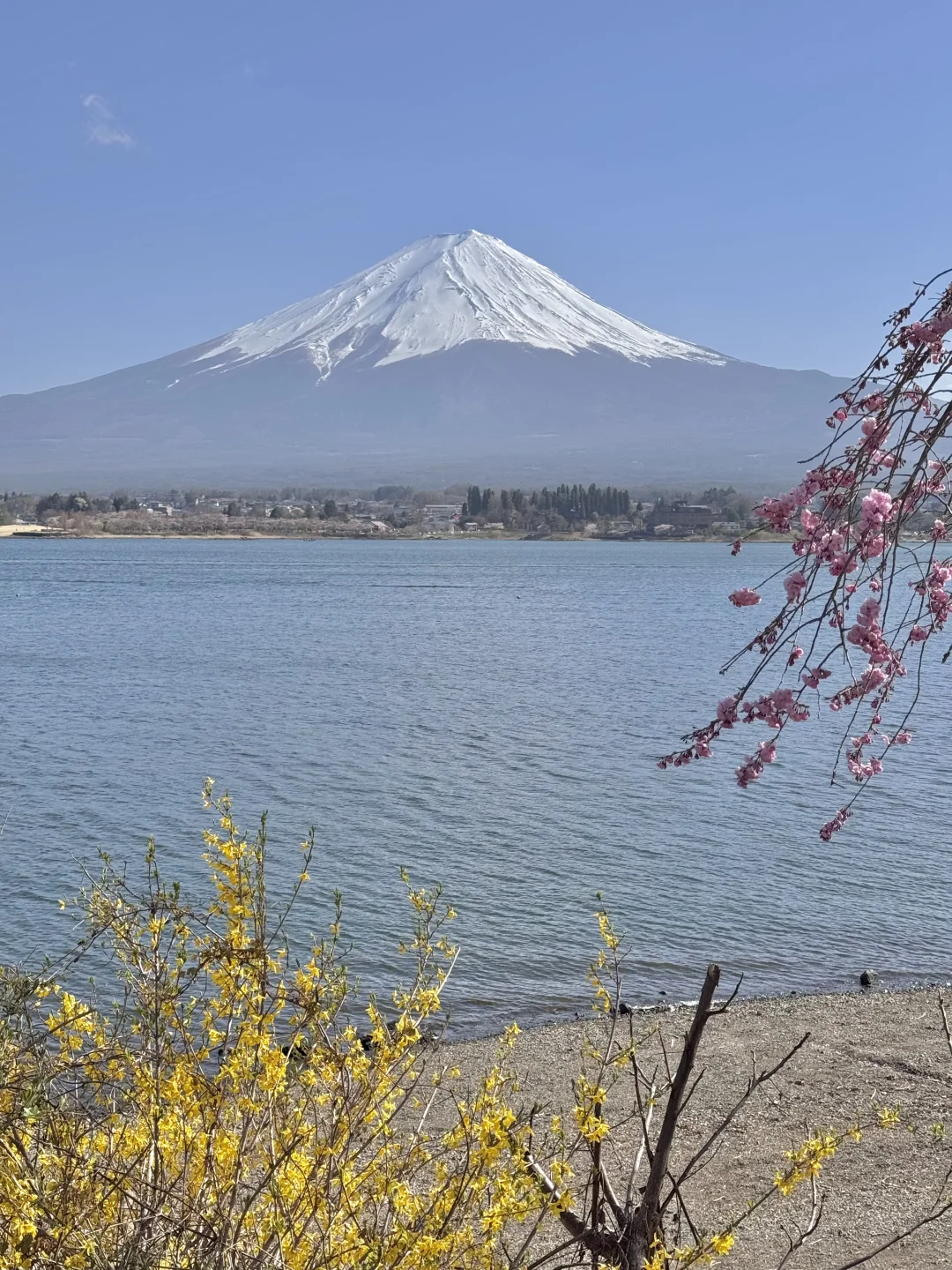 日本｜富士山樱花富豪🌸芦苇荡绝景长崎公园