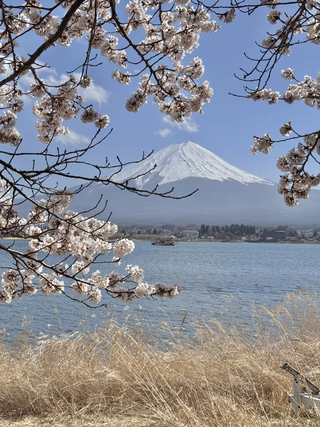 日本｜富士山樱花富豪🌸芦苇荡绝景长崎公园