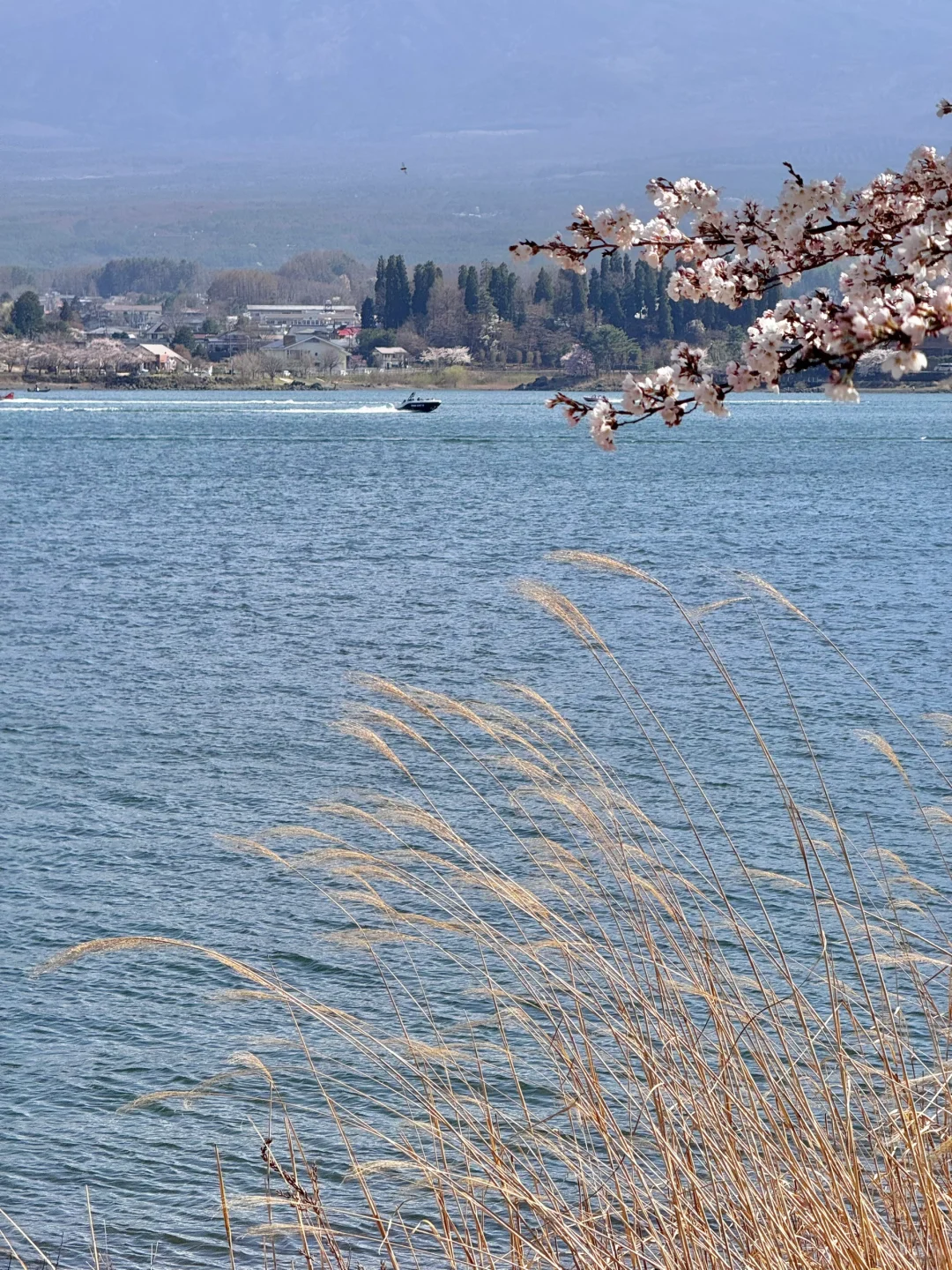 日本｜富士山樱花富豪🌸芦苇荡绝景长崎公园