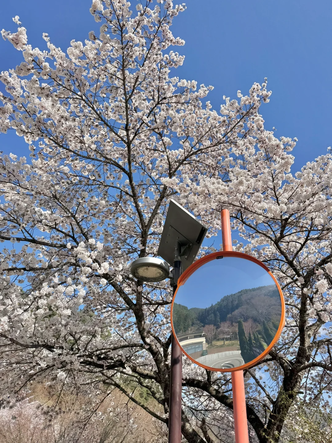 日本｜富士山樱花富豪🌸芦苇荡绝景长崎公园