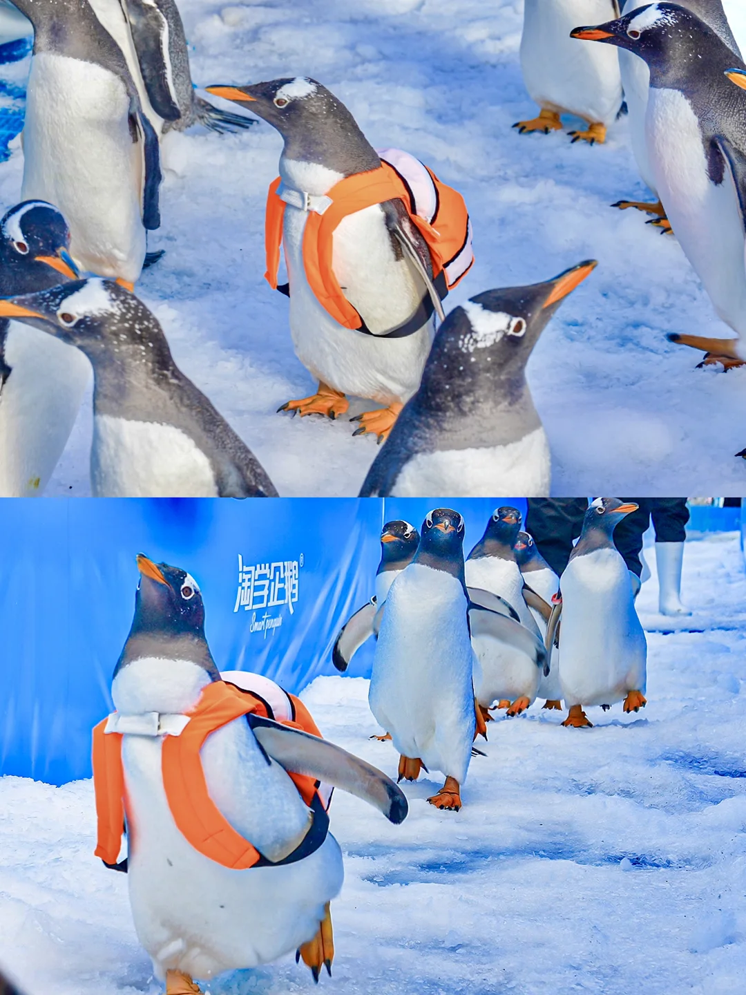 南方小土豆速码！哈尔滨5天冬游嗨玩攻略✨