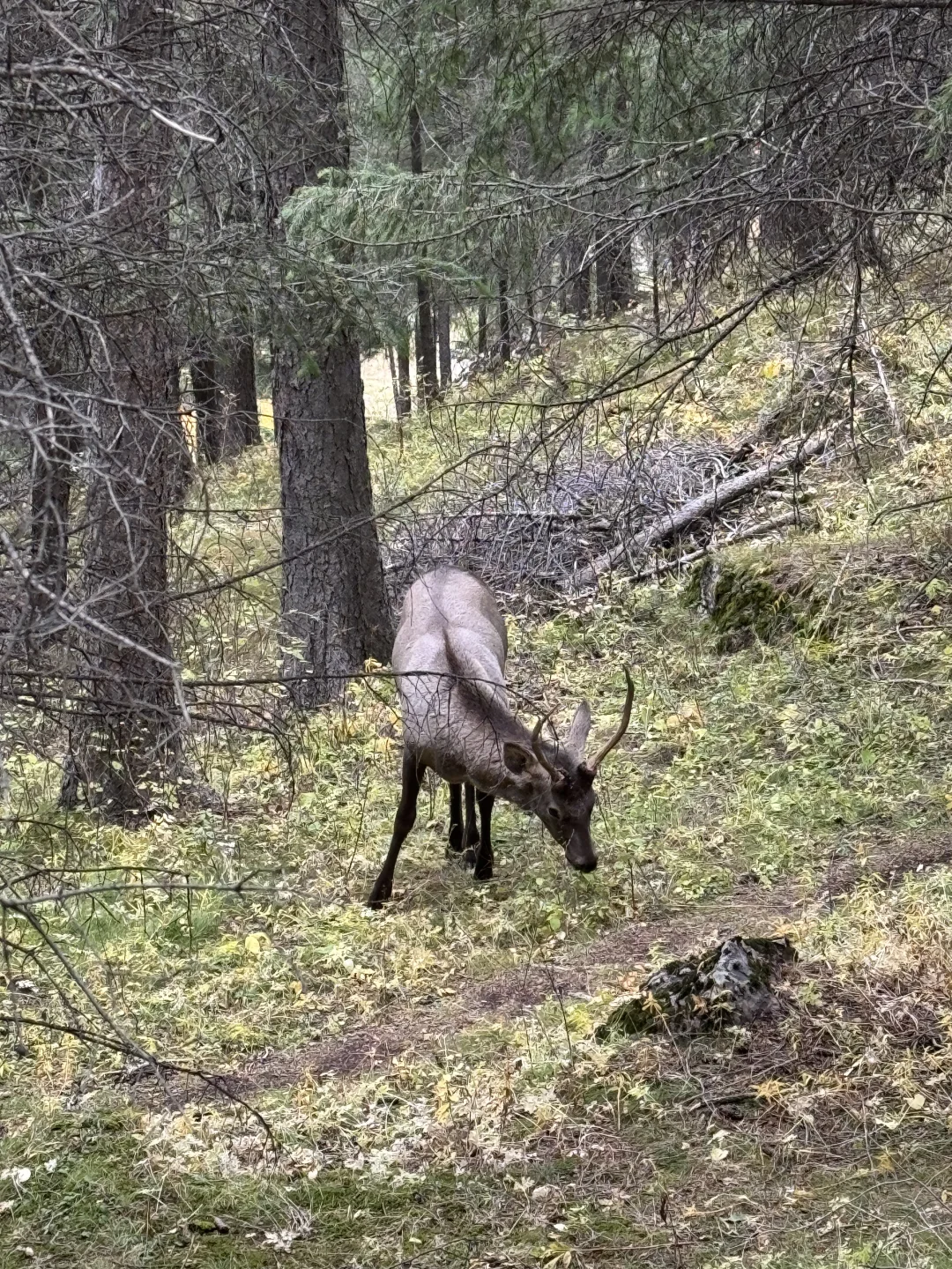 我国特色的旅游