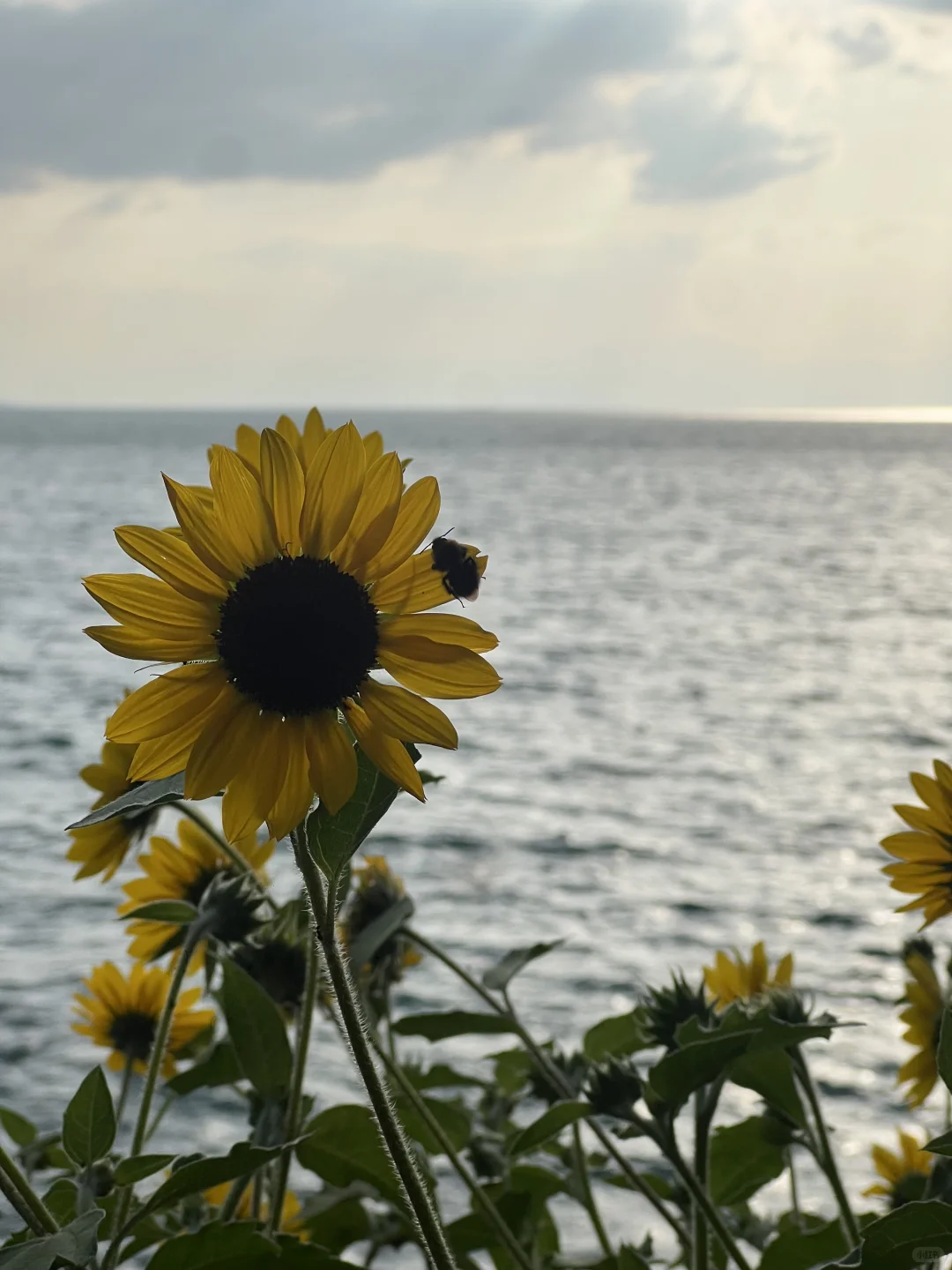 日落前的光最温柔💋