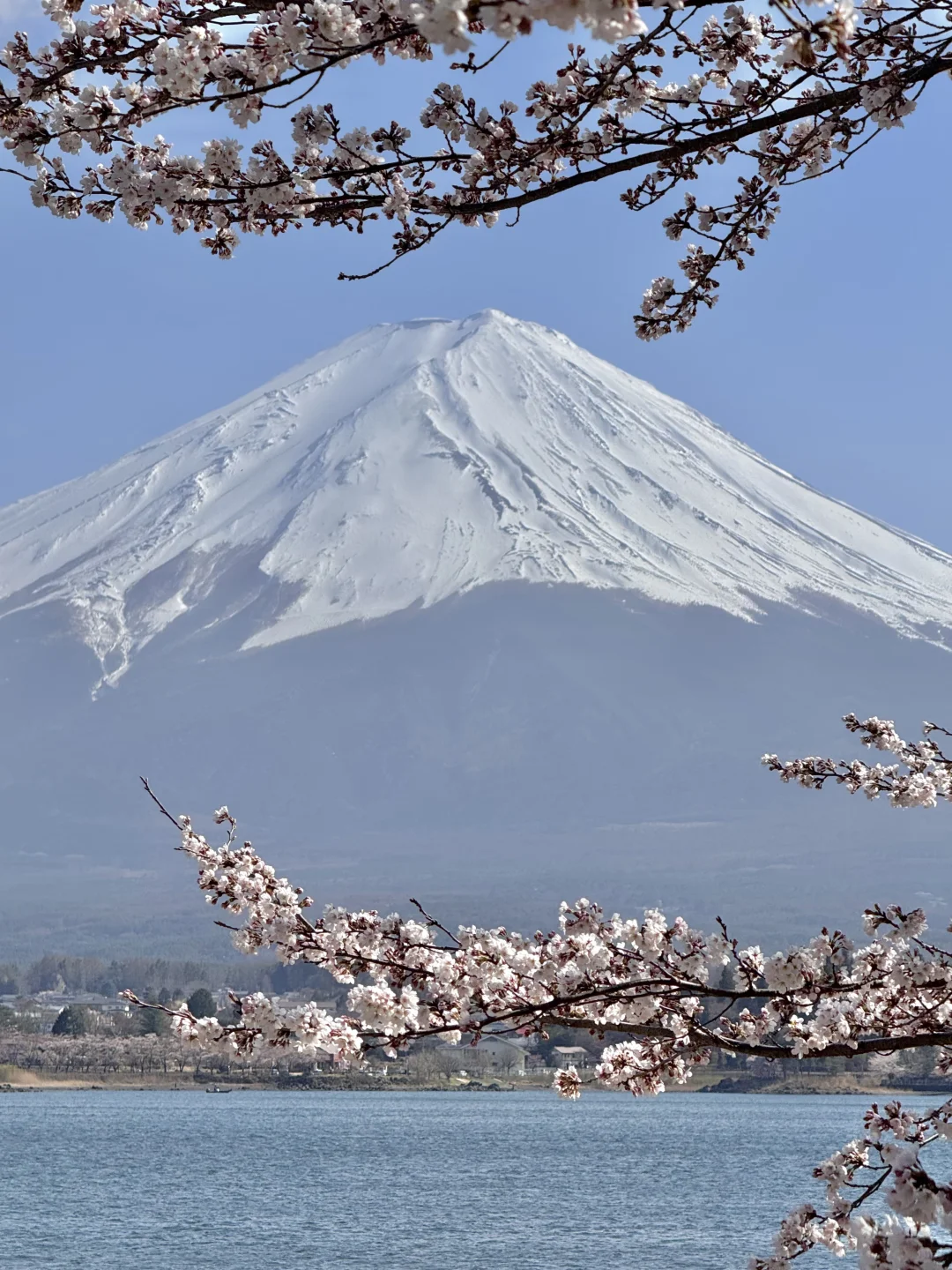 日本｜富士山樱花富豪🌸芦苇荡绝景长崎公园
