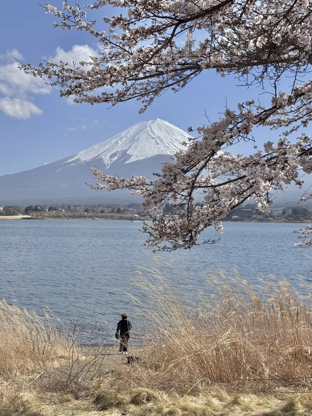 日本｜富士山樱花富豪🌸芦苇荡绝景长崎公园