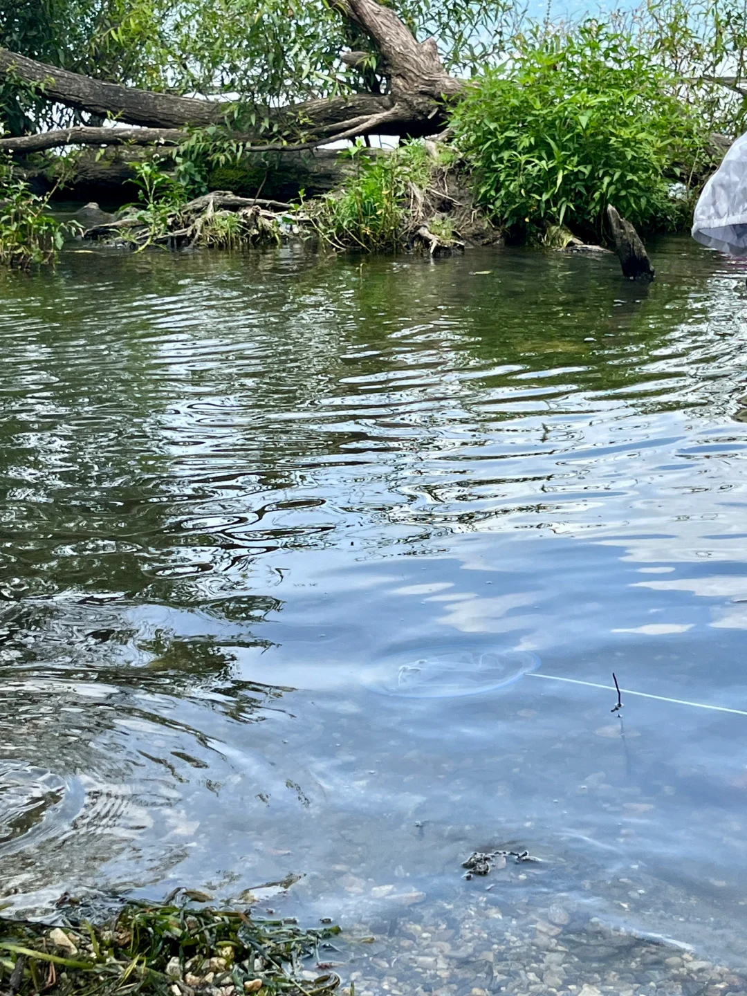 西双版纳vs大理🥰