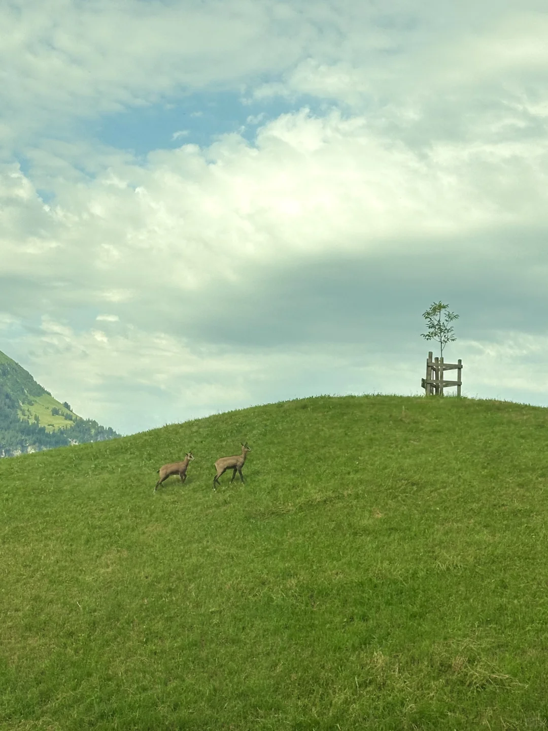 瑞士是一个巨大的能量场🌿🦋💫❤️