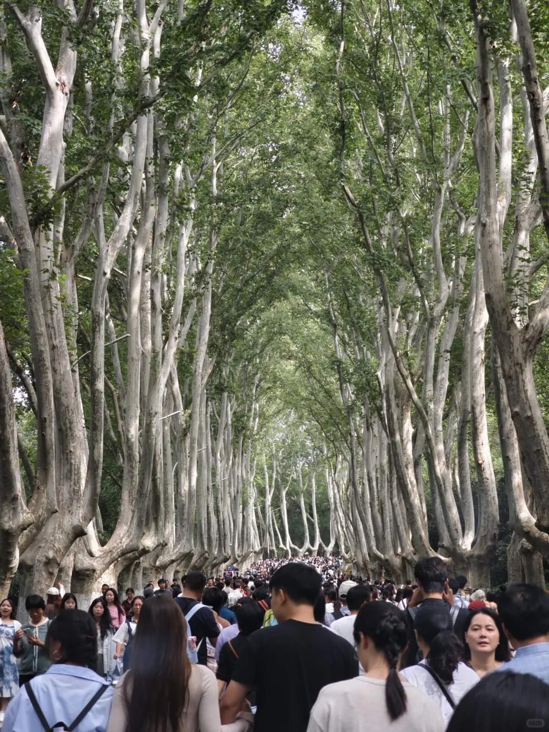 南京旅游的人真的不多，因为树上还有位置。
