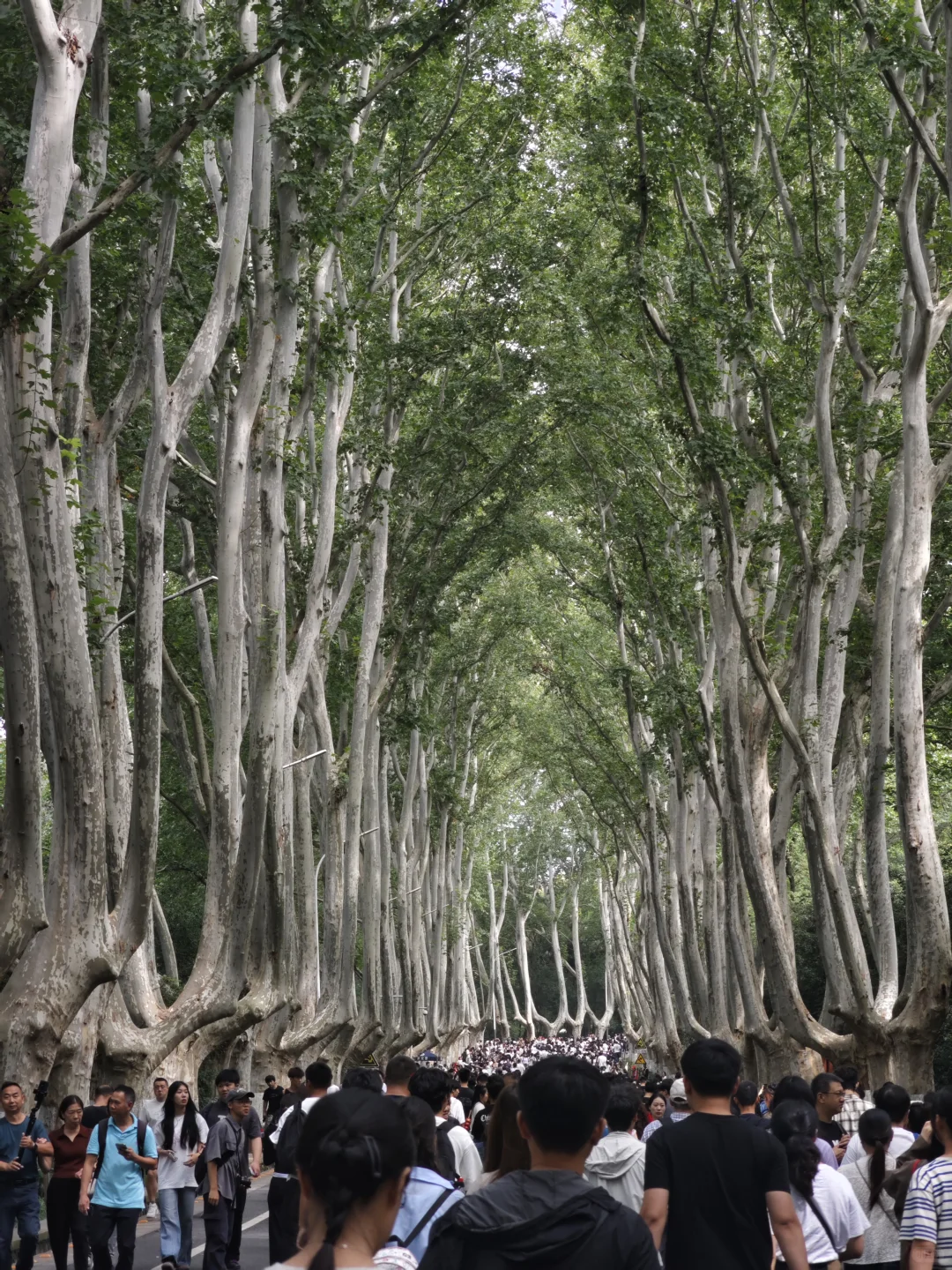 南京旅游的人真的不多，因为树上还有位置。