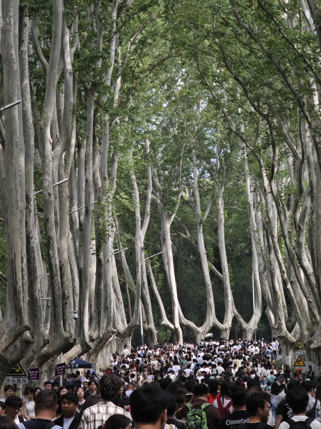 南京旅游的人真的不多，因为树上还有位置。
