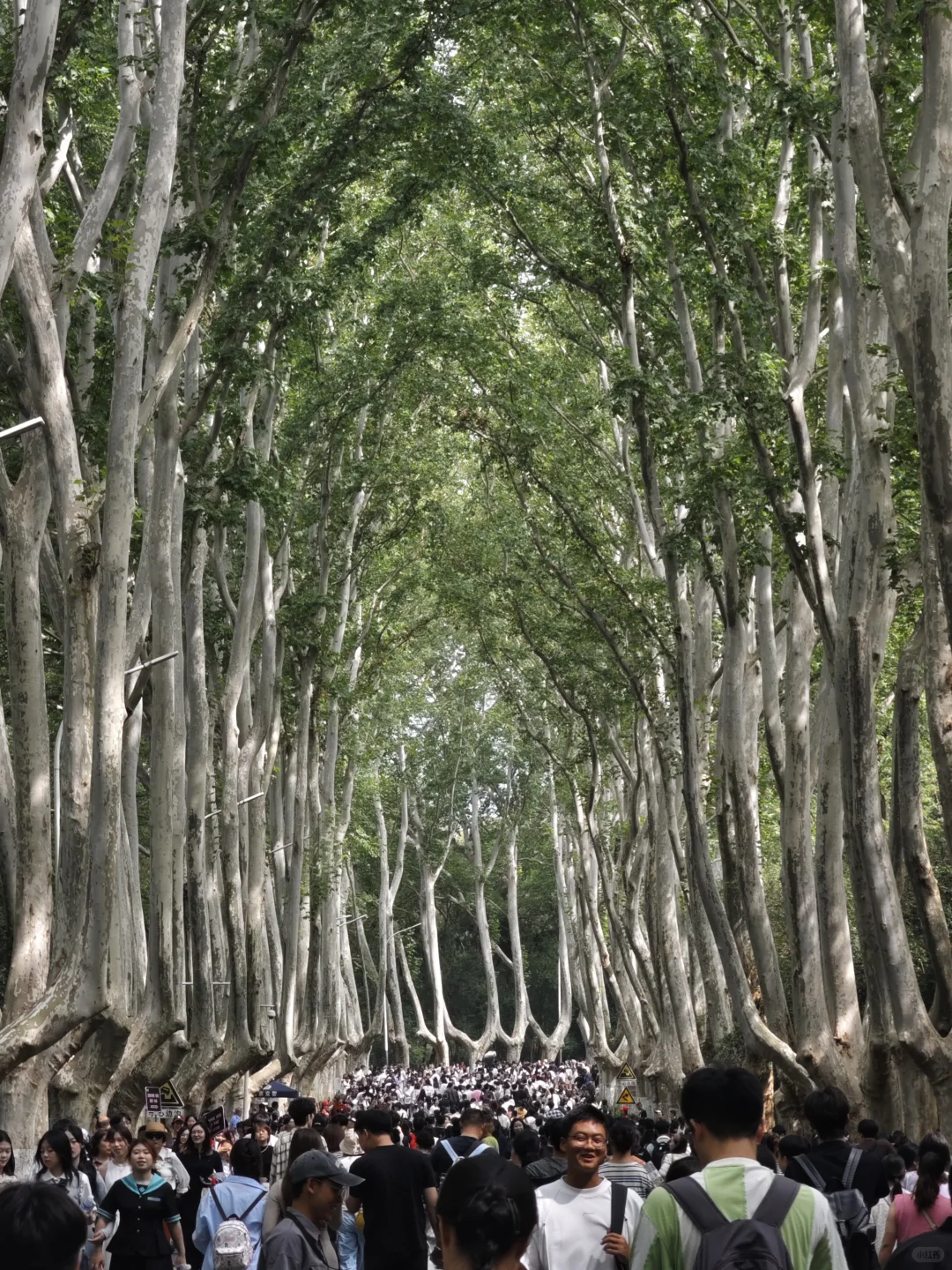 南京旅游的人真的不多，因为树上还有位置。