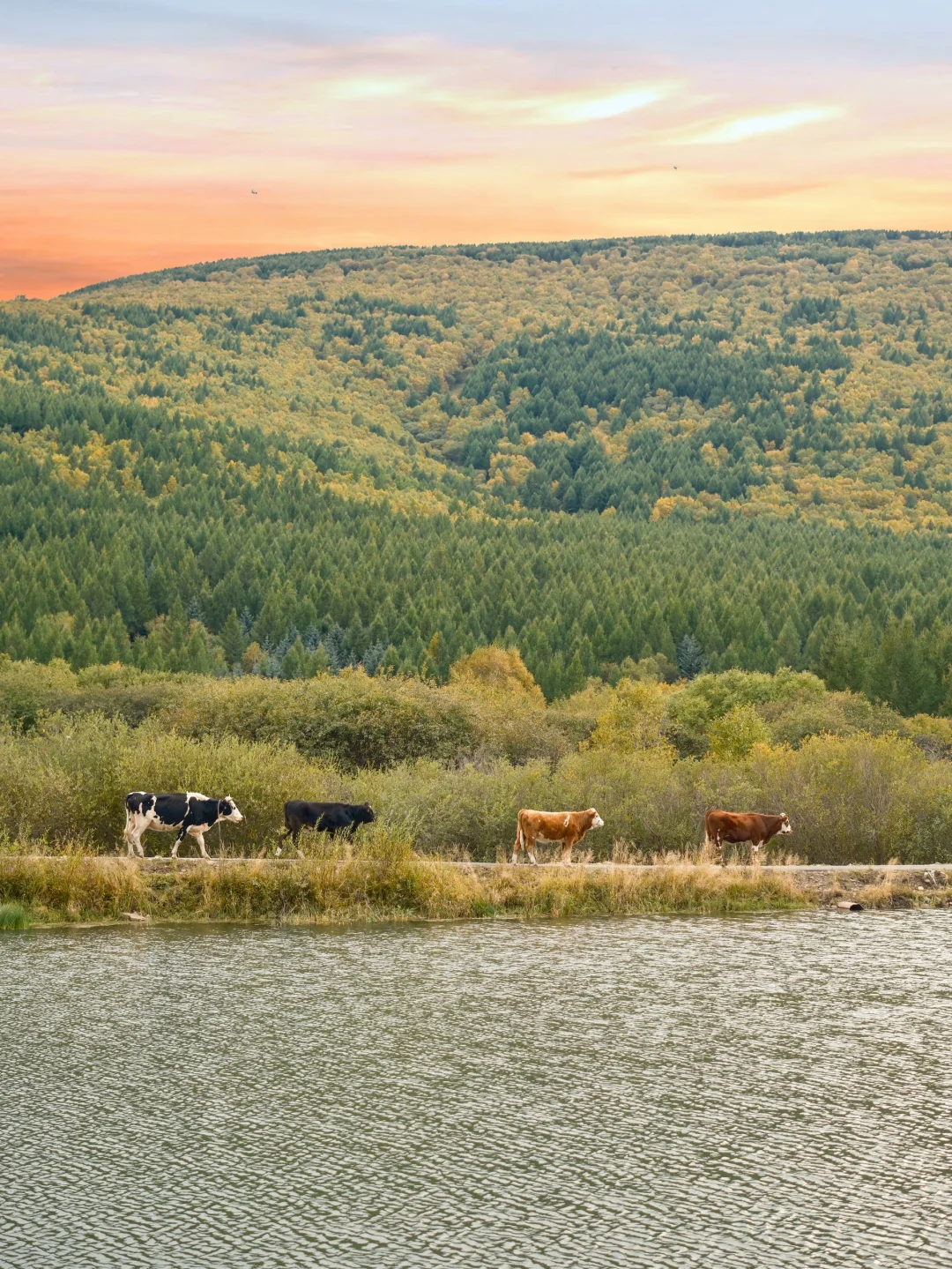 9.24实况‼️河北的秋景已经美成Next Level