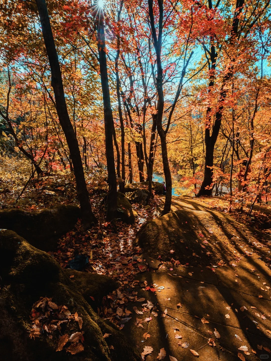 秋景封神！本溪赏枫全攻略🍁
