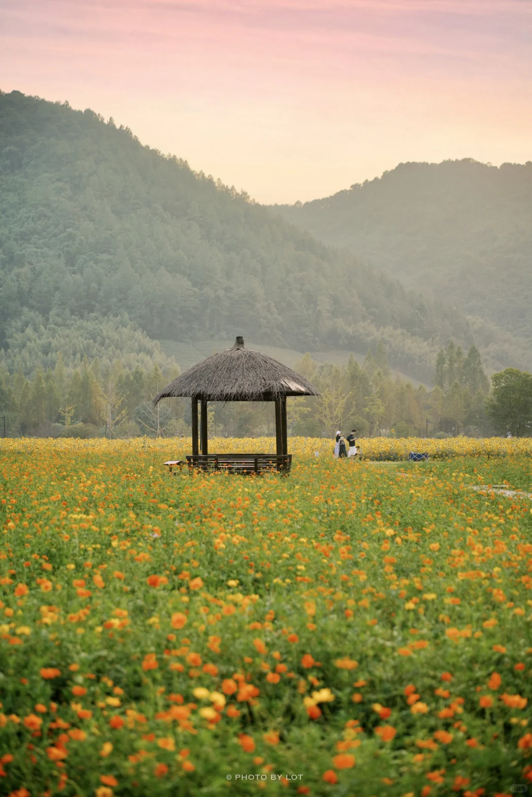 10.4📷 杭州径山花海进入最美花季