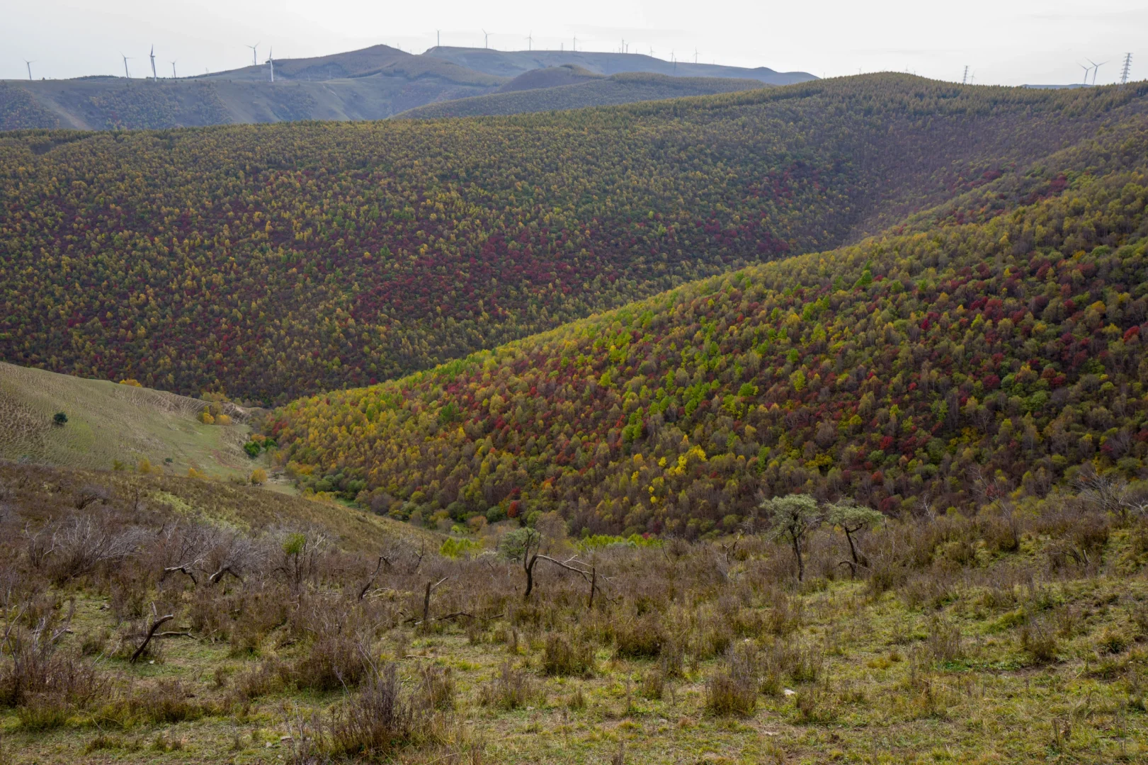 十一河北人少开车直达山顶溪流五彩林在这里