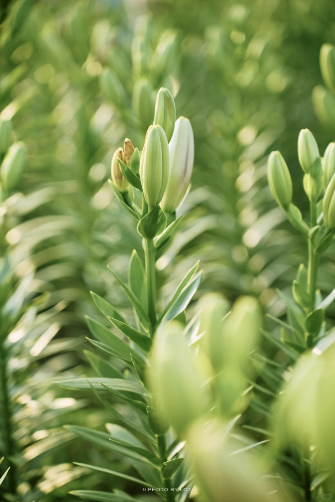 10.4📷 杭州径山花海进入最美花季