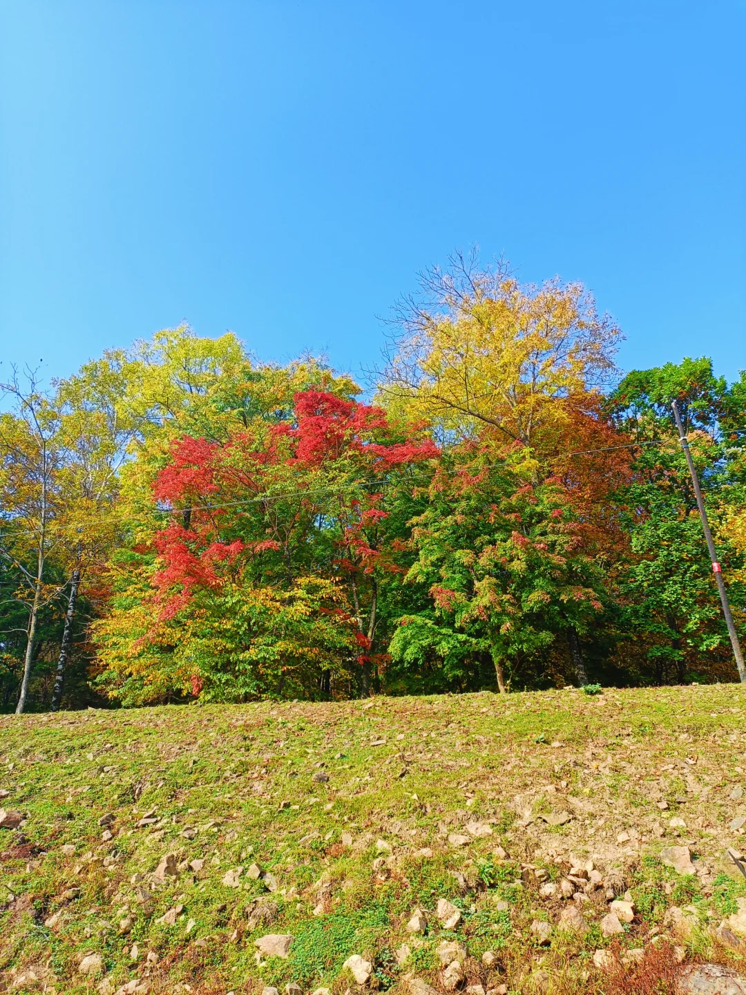 10.2花海路|哈尔滨的秋天已经是nextlevel了