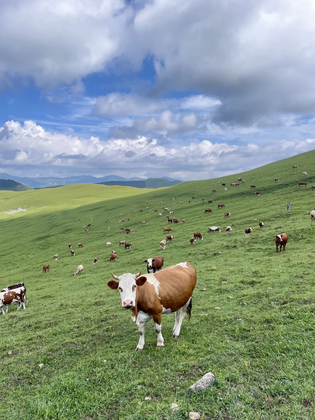 不是阿勒泰去不起，而是河北蔚县更有性价比