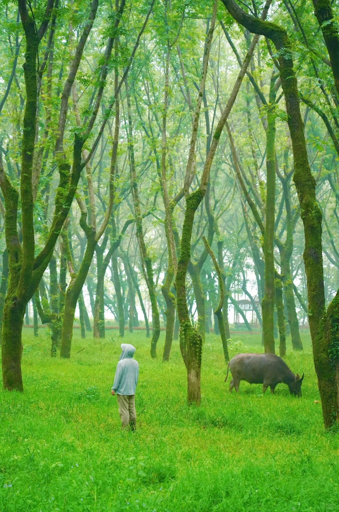 浙江最好的地方都是免费的……（富阳篇）