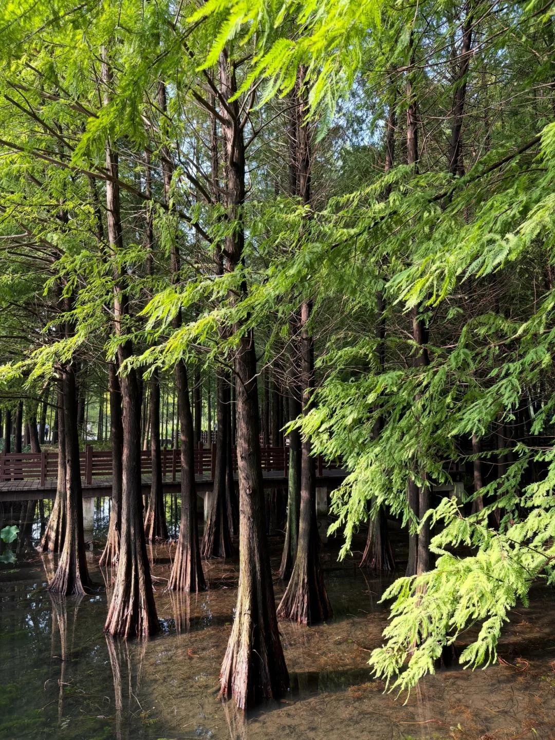 国庆第四天，虎丘湿地公园